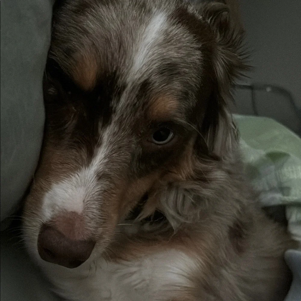 Charming Brown and White Dog Portrait